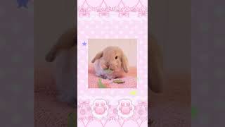 cute bunny aesthetic gif edit kawaii cutecore