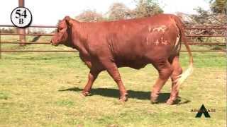Lot 54B