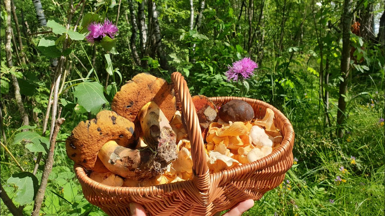 Лисички и поддубники радуют грибников ! Грибы 2021 ! - YouTube