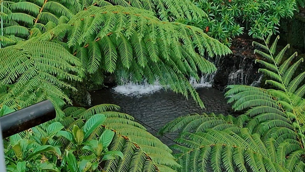 The Beautiful little River is Raining, Sleep, Relax, Meditate, Study, Asmr 💤