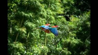 Birds in Rainforest sound effect / white noise / peaceful rain #soundeffect #rain #birds #forest