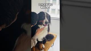 フォトスタジオで撮影‼️可愛く撮ってもらった4歳のバーニーズ🐾