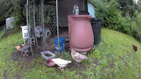 Bobcat killing more chickens. The camera only caught him taking one.