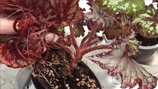 картинка: ГОЛЫЕ СТВОЛЫ у Бегоний 🌺 КАК ИСПРАВИТЬ ⁉️