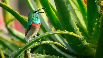Forest Birdsong Nature Sounds - Relaxing Bird Sounds for Sleeping - Calming Birds Chirping Ambience