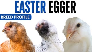 Easter Egger Chicken Breed Profile History Health Issues - Easter Egger Chicken Egg Ratio Lifespan