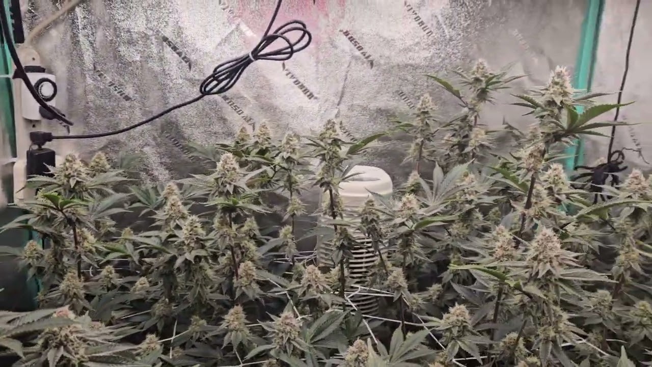 day 35 trop cherry (relentless cut)