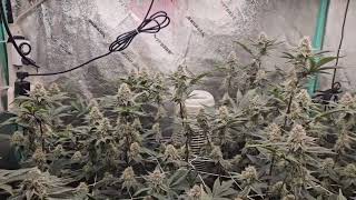 day 35 trop cherry (relentless cut)