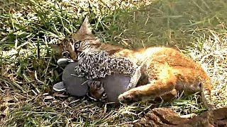 Find out why our rehab bobcat kitten shamrock was given a stuffed
squirrel. if you think this video is cute, can watch live by visiting
explore.org/big c...
