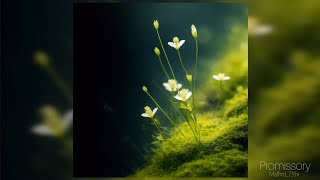 Promissory Official Audio