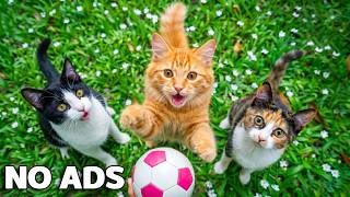 12 Hours Relax My Cat 🐱 🐾 Soft Piano & Nature Sounds for a Happy, Calm Kitty 🦋 No ADS screenshot 1