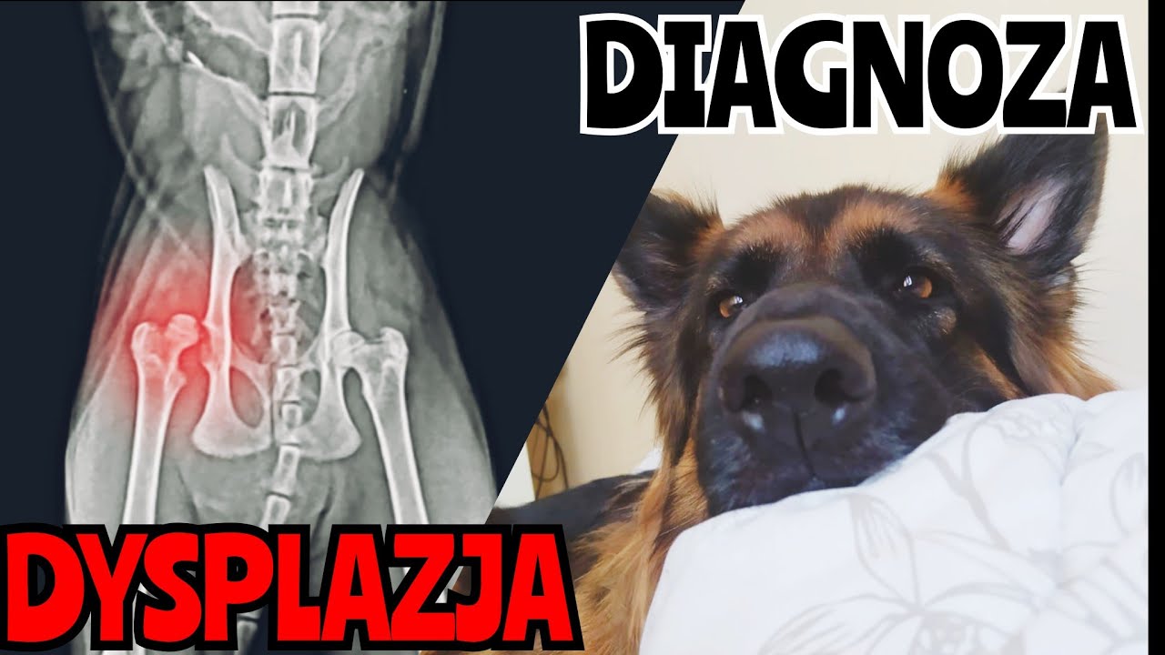 Owczarek Niemiecki - DYSPLAZJA stawu biodrowego