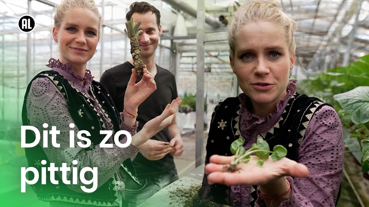 Hoe wordt wasabi gemaakt? I DZDZ