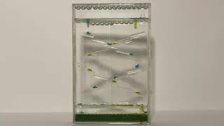 Cascade Timer (Blue and Green) Free Clip