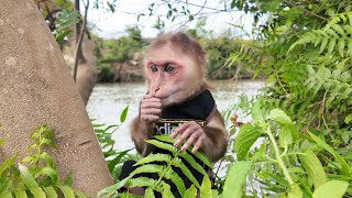 Milo the monkey has come to the riverbank to find fruit for breakfast!