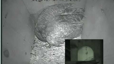 Jan20_2013_0612 Barred Owl - Monkey Call and Hoots