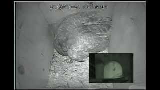 Jan2020130612 Barred Owl - Monkey Call And Hoots