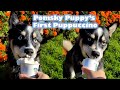 Pomsky Puppy First Starbucks Puppuccino | Tiktok #shorts
