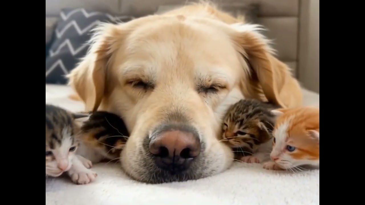 Forever Friends : Dogs and Cats Heart melting moments ❤️❤️❤️
