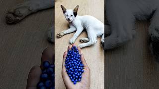 Beads ASMR 🌈 Relaxing Cat Reverse Magic#shorts #cat #satisfyingvideo #asmr #trendingshorts