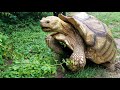 Tortoise Mating Sounds 