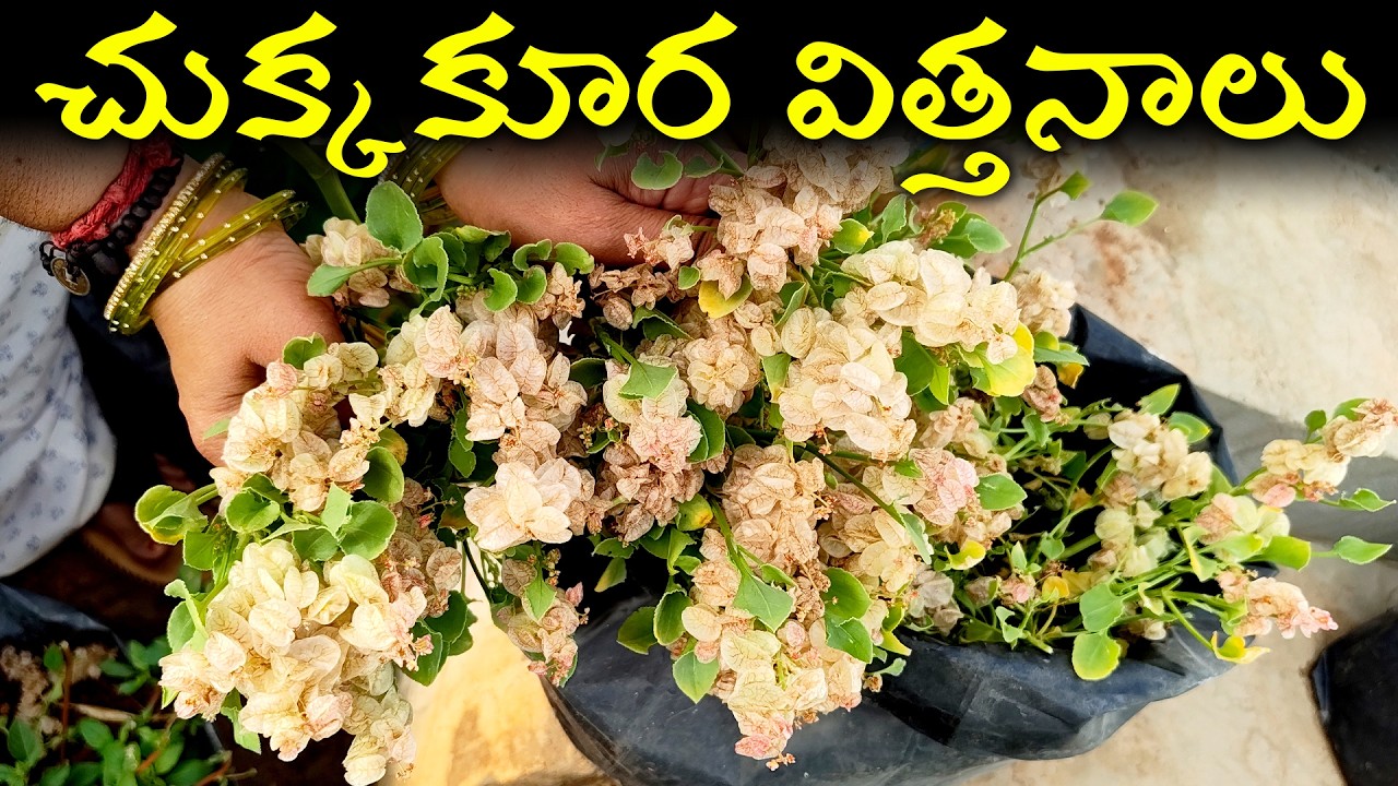Chukkakura Seeds చుక్కకూర విత్తనాలు harvesting in my terrace garden