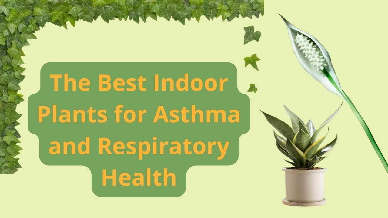 The Best Indoor Plants for Asthma and Respiratory Health YouTube