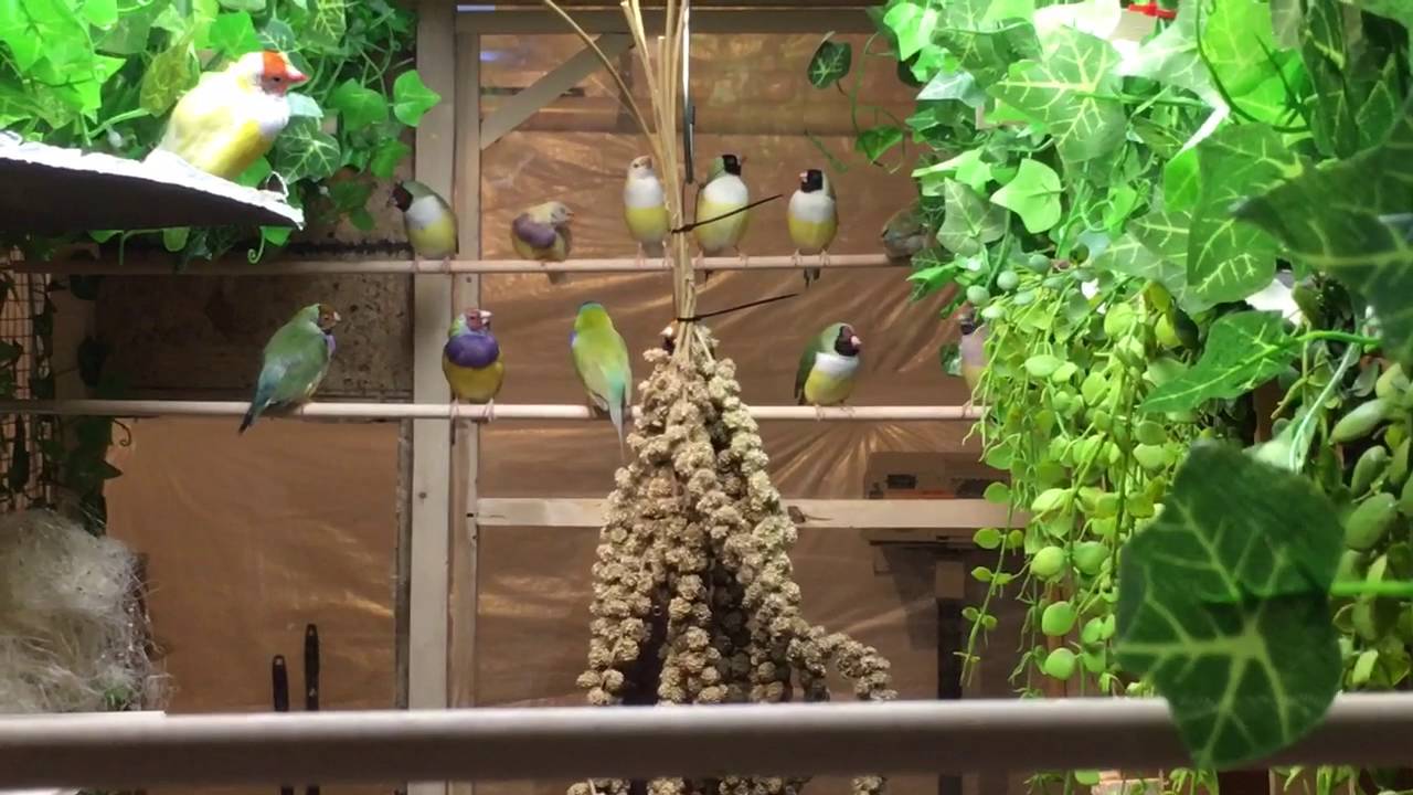 gouldian finch aviary 7162016 YouTube