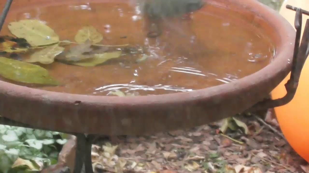 Golden-crowned Kinglet 