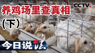 《今日说法》 20200712 养鸡场里查真相（下）| CCTV今日说法官方频道