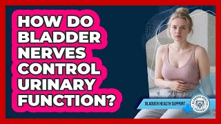 How Do Bladder Nerves Control Urinary Function - Bladder Health Support