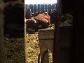 Грачи выщипывают шерсть у коровы