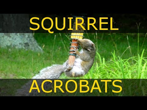 The Seldom Seen Squirrel Feeder Stokes Select Cob Feeder Review