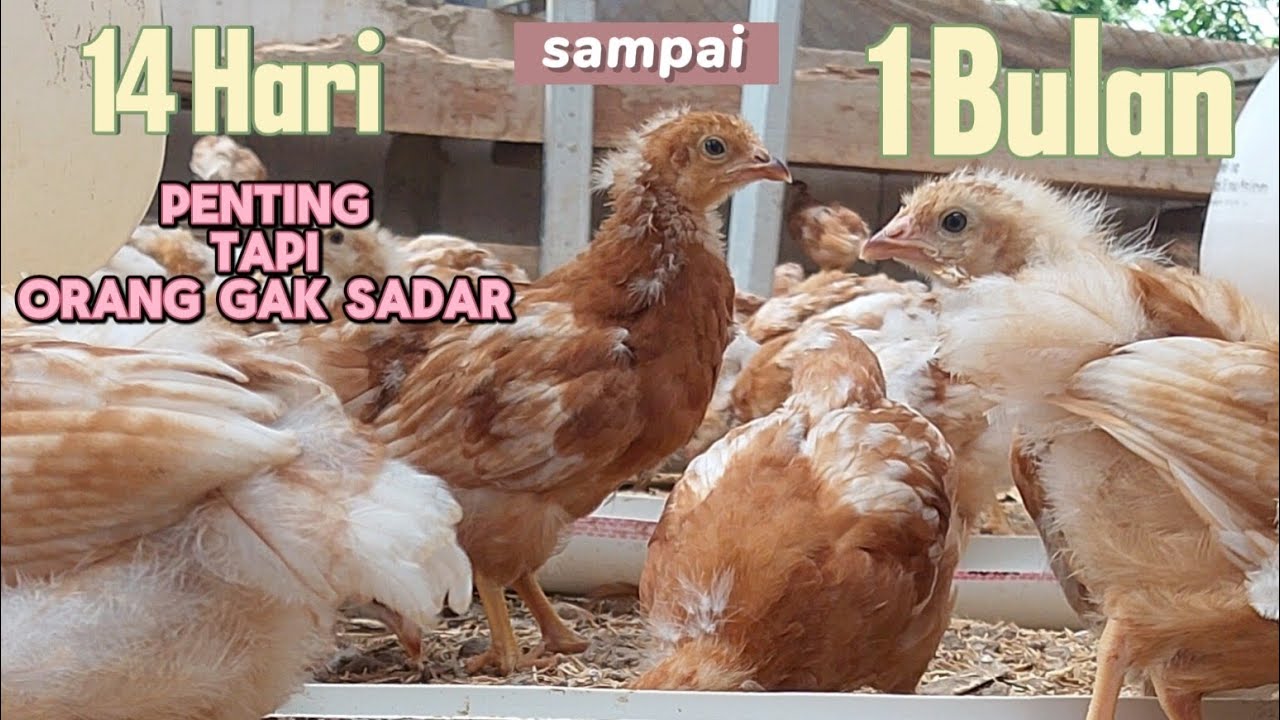 Cara merawat ayam petelur ( 14 hari ke atas)