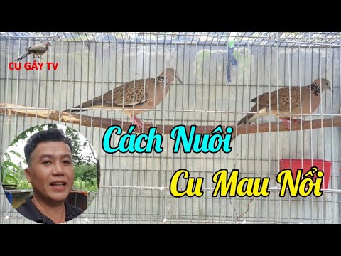 Video Cách Nuôi Cu Bổi Rừng Mau Nổi - youtube