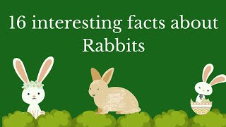 16 interesting facts about Rabbits||Rabbits||