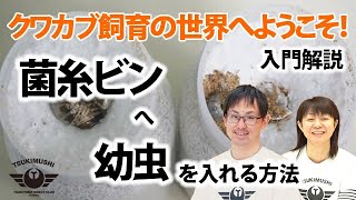 菌糸ビンに幼虫を入れるやり方