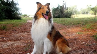 Collie vs Rough Collie: Coat Length and Texture