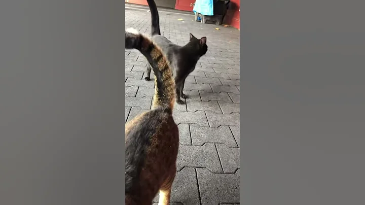 Best barn cats ever, Bonnie and Special!