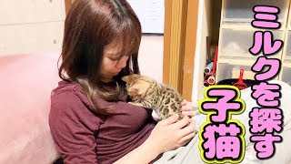 幼い子猫がママにおねだり