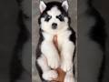 Husky Blue Eyes | Siberian Husky #shorts #ytshorts #shortvideo