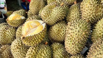 Về Củ Chi Là Phải Đi Mua Nước Mía Vườn Cau Và Sầu Riêng 