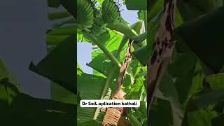 #9066561202 #microbi #drsoil #natural #organicfarming #biofertilizer #banana