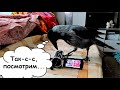 Ворона смотрит мультики и кусает камеру