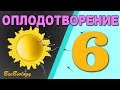 • ОПЛОДОТВОРЕНИЕ  • История сперматозоида и яйцеклетки