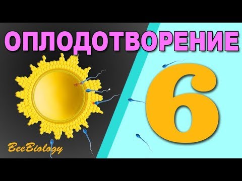 Видео: Разлика между соматична клетка и яйцеклетка