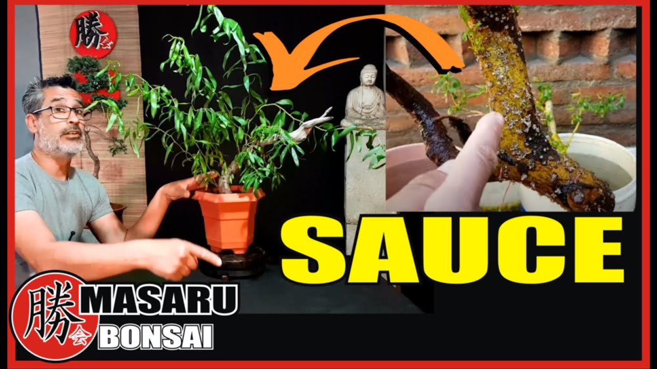 COMO HACER UN BONSAI DE SAUCE ESTILO LLORÓN PARTIENDO DE UNA ESTACA