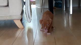 Red nose pitbull pup 6 weeks old