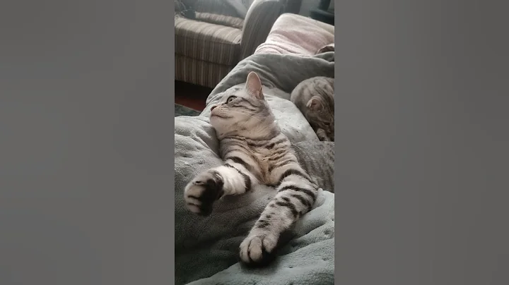 Video 8249721: cute bengal, cat living, best cat