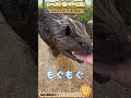 シーパラ ビーバーチャンネル～飼育員のお仕事体験③～#横浜八景島シーパラダイス #八景島 #シーパラ#アクアミュージアム #アメリカビーバー #ビーバー #シーパラビーバー月間 #レッサーパンダ